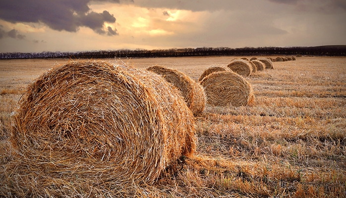 Fermage impayé, bail rural résilié ?